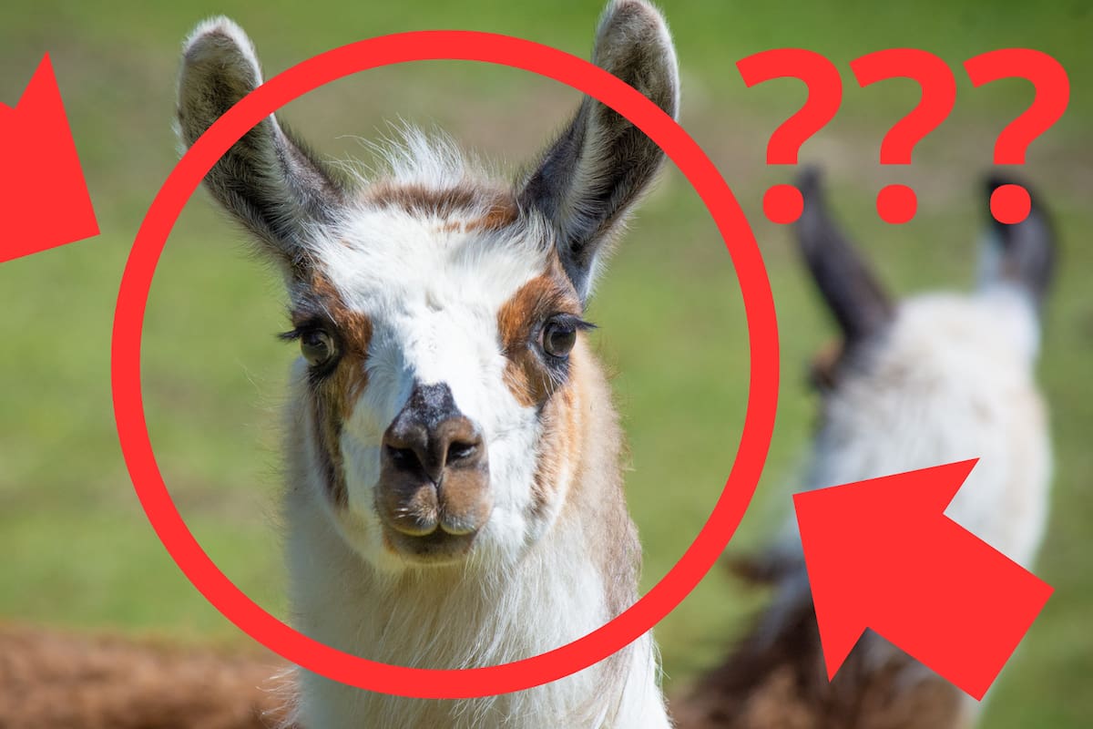 ¿El arma secreta contra el COVID? Una llama llamada Winter podría tener la clave