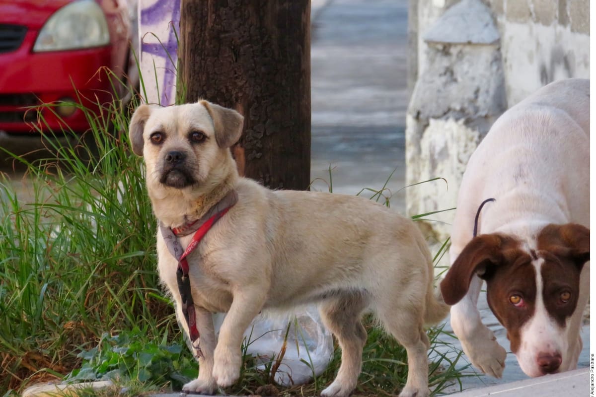 Saber de primeros auxilios para mascotas puede salvarlas