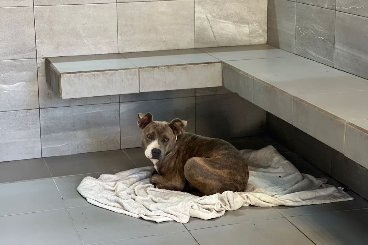 FDA aprueba nuevo medicamento para controlar convulsiones en perros con epilepsia idiopática