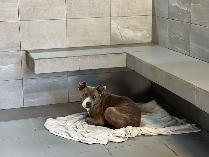 FDA aprueba nuevo medicamento para controlar convulsiones en perros con epilepsia idiopática