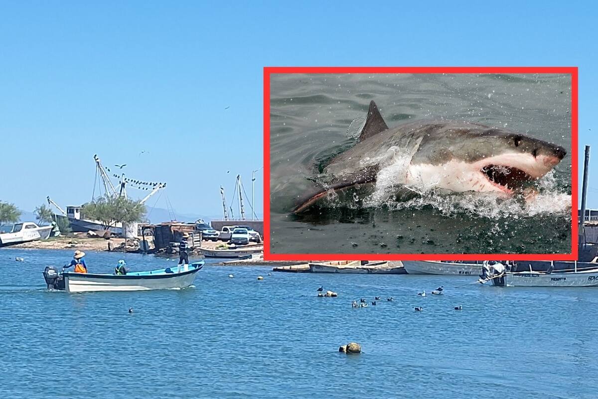 Por avistamiento de un tiburón paran pescadores de Yavaros