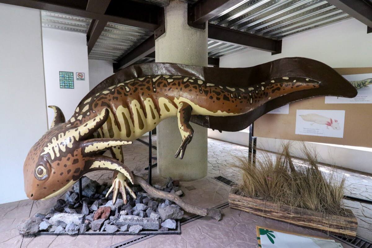 Museo del Axolote celebra su primer aniversario en Ciudad de México