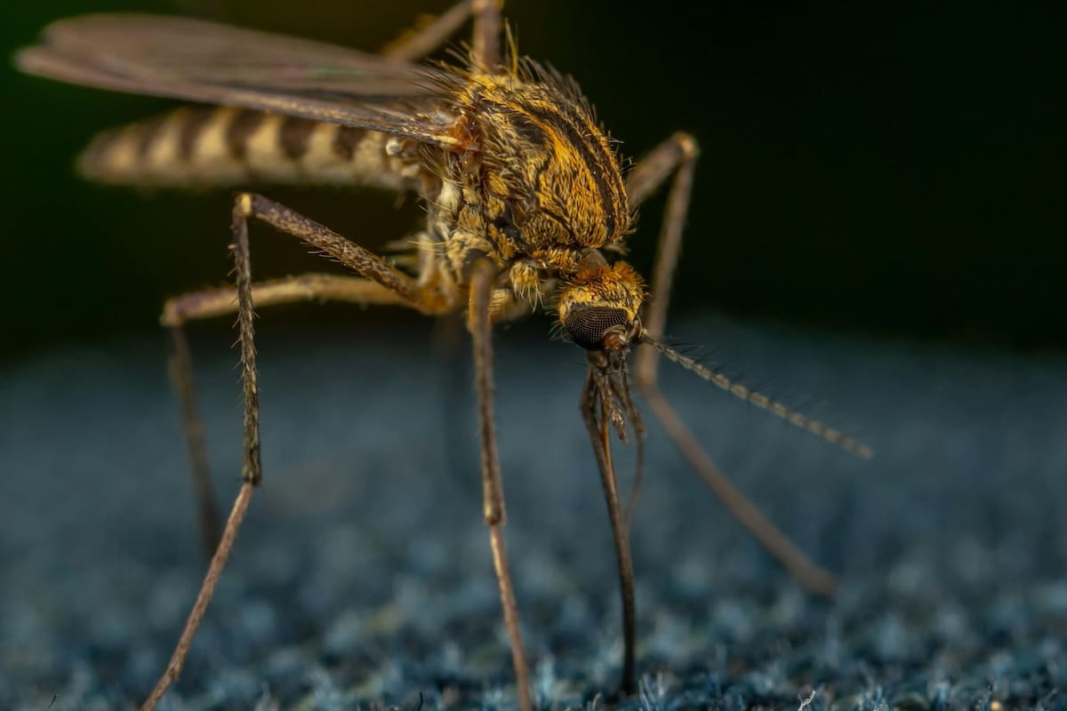 Detectan por primera vez mosquitos en Islandia debido al calentamiento global