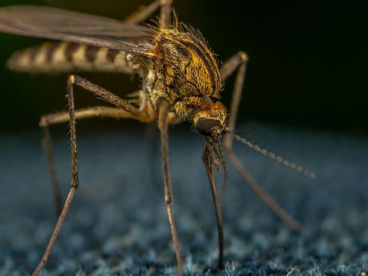 Detectan por primera vez mosquitos en Islandia debido al calentamiento global