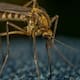 Detectan por primera vez mosquitos en Islandia debido al calentamiento global