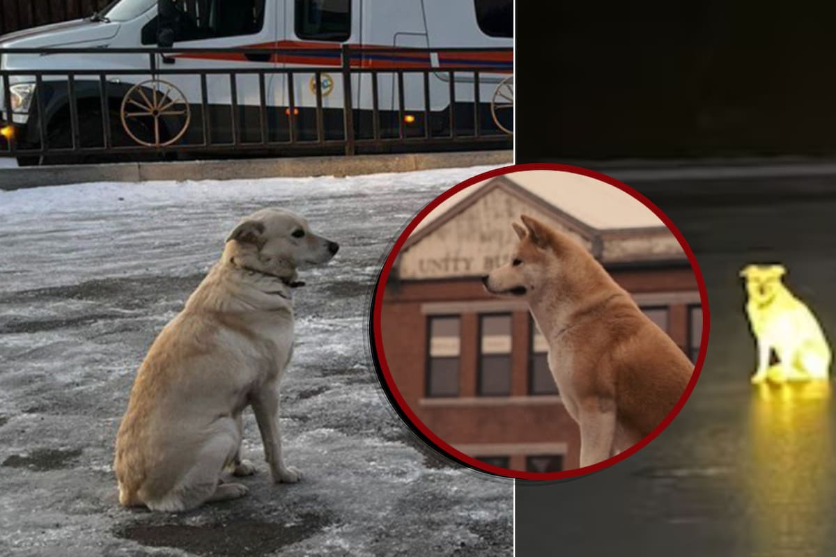 Belka, la “Hachiko rusa” que espero a su dueño con frío extremo a la orilla de un río después de que muriera ahogado