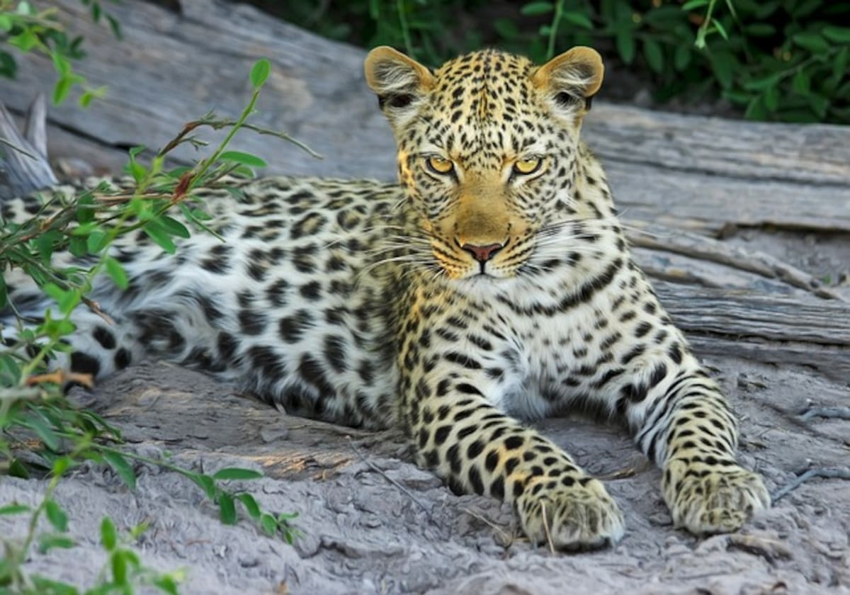 Día Internacional del Leopardo Árabe. Foto: Pixabay