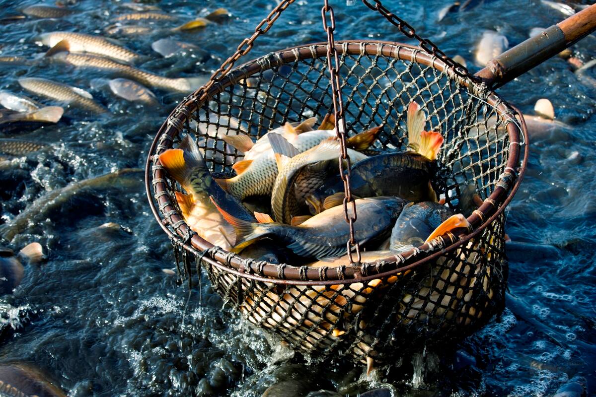 Lidera estado en sanidad e inocuidad acuícola