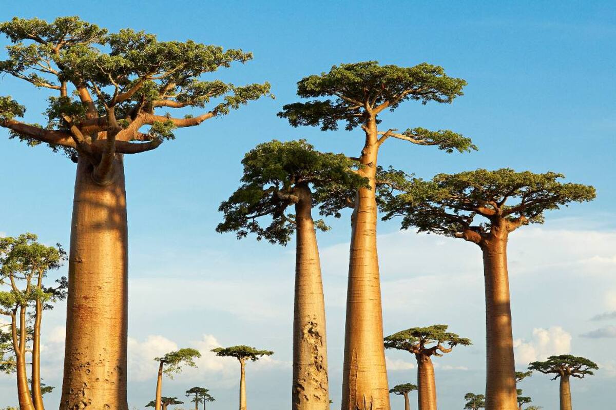 ¿Qué misterios ocultan los majestuosos baobabs? los científicos lo descubren