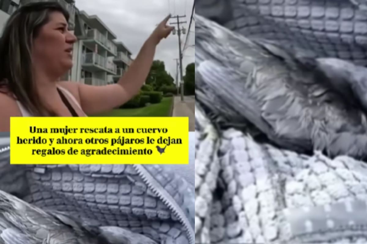 Mujer rescata a un cuervo herido y ahora otras aves le agradecen llevándole regalos