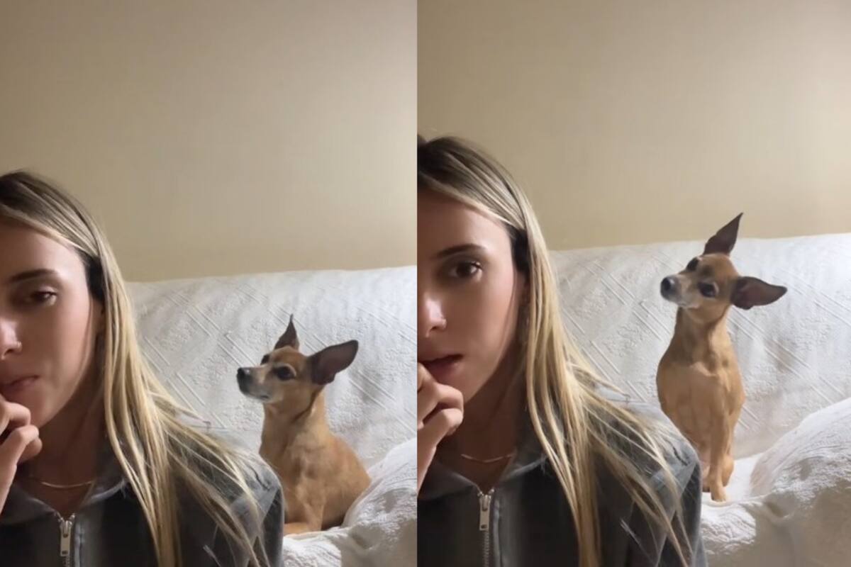 VIDEO: Perrita conmueve en TikTok al reaccionar como si entendiera una conversación telefónica
