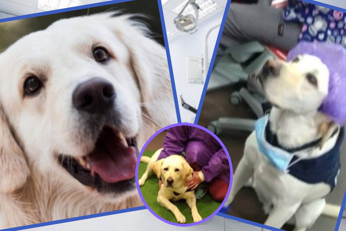 El primer perro asistente dental: ¿Cómo ha ayudado el Dogtor Aldo a los pacientes?