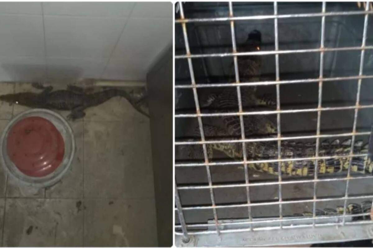Capturan cocodrilo en pollería de Monterrey