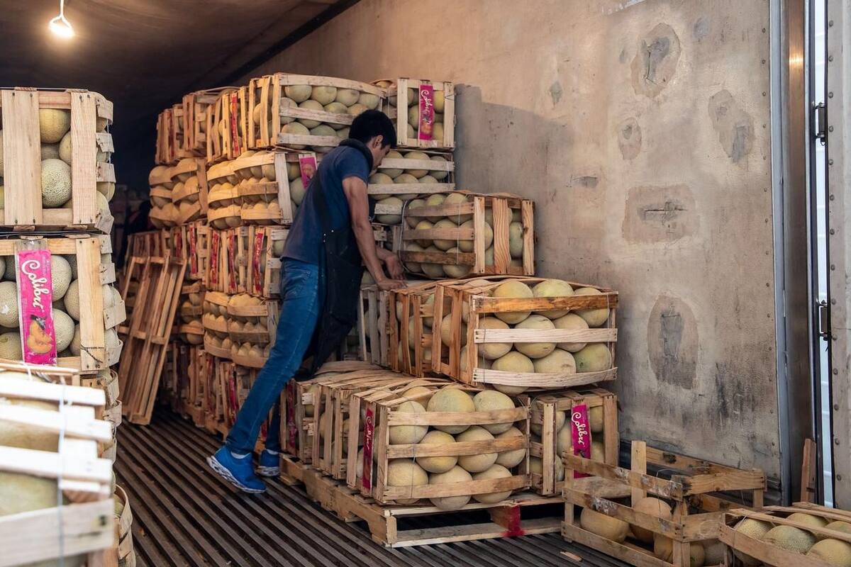 Descartan presencia de Salmonella en melón de Sonora tras realizar pruebas