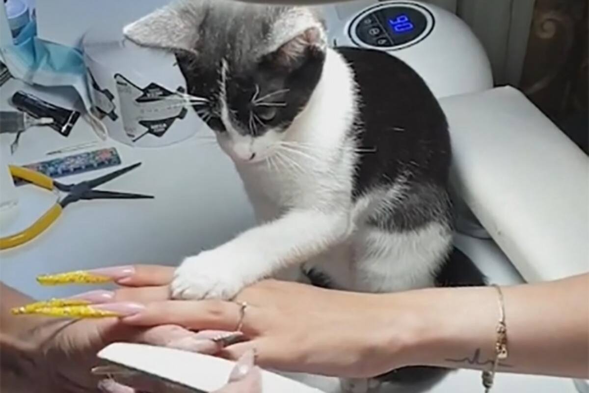 Conoce a Mau el gato manicurista