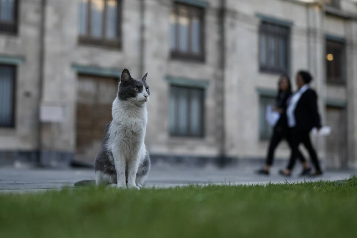 Los gatos del Palacio Nacional de México: mascotas históricas y ‘activos fijos’
