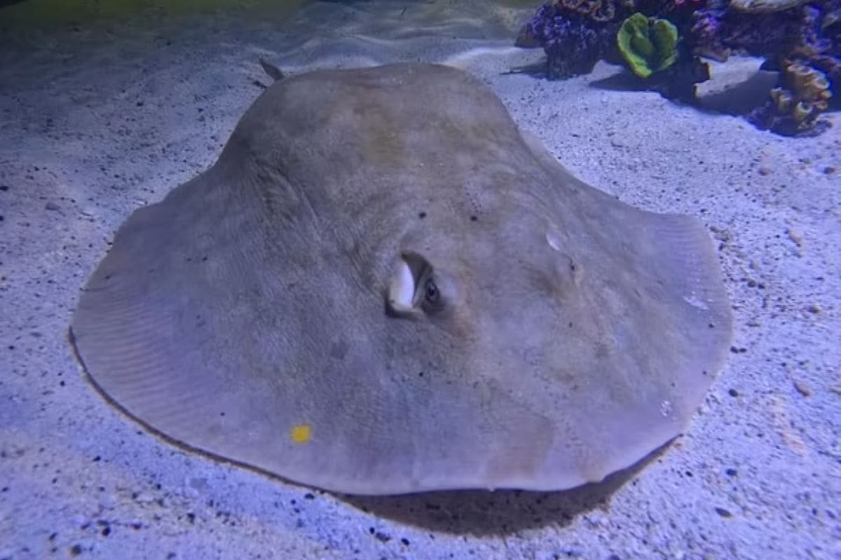 Historia de la mantarraya virgen que se embarazó “milagrosamante” da un giro trágico