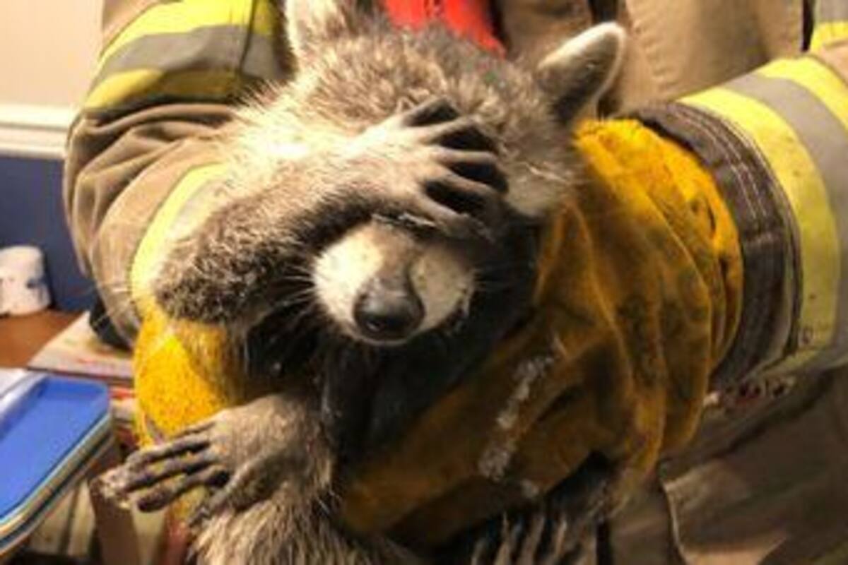 Encuentran robando a un mapache y 'se avergüenza' al ser descubierto