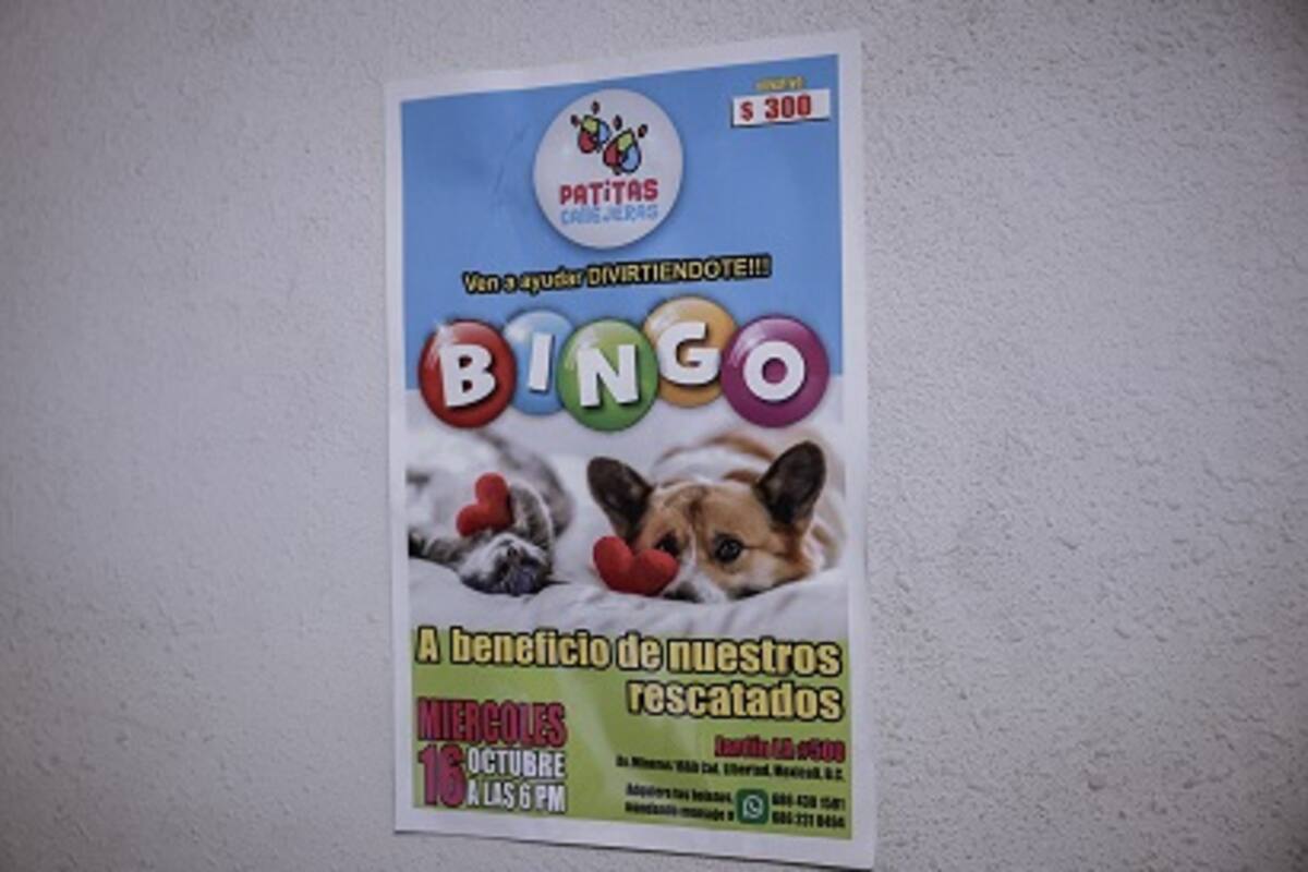 Solicita apoyo la asociación Patitas Callejera por recibir un recibo de luz de 22 mil pesos