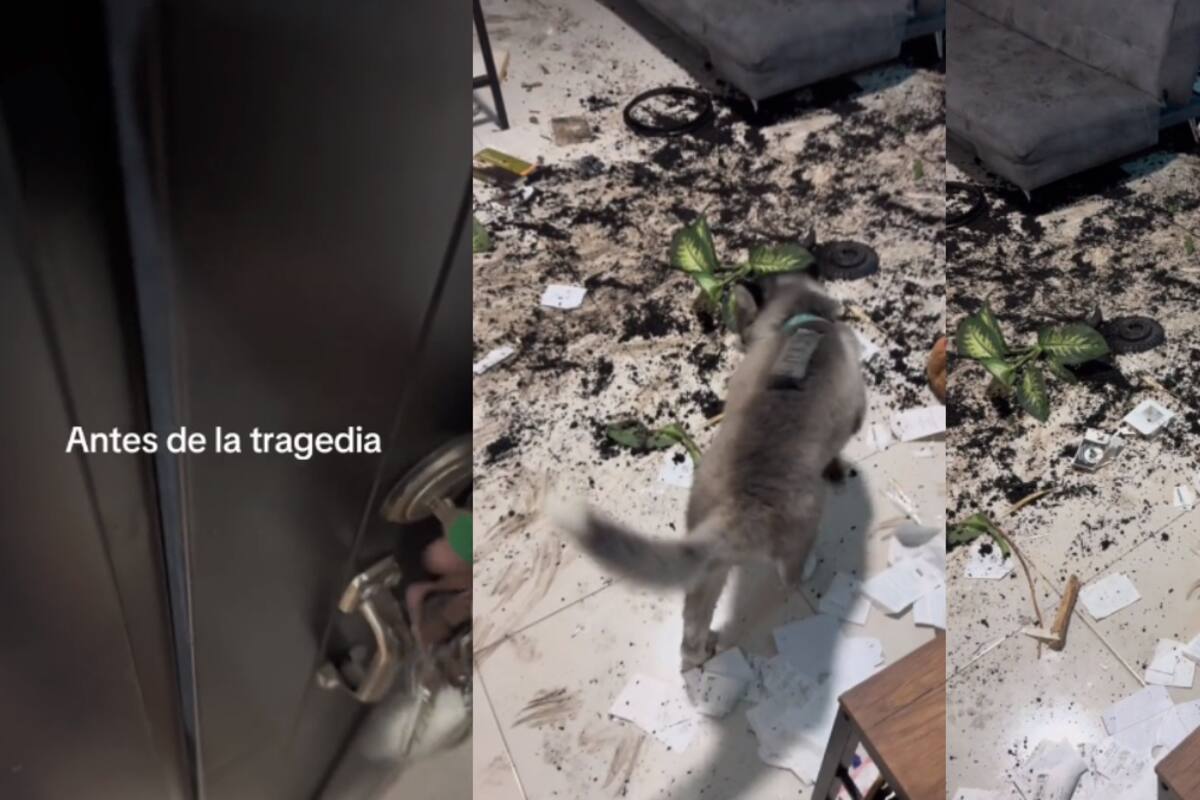 VIDEO: llega a su departamento y encuentra que su husky hizo un caos con las macetas de sus plantas