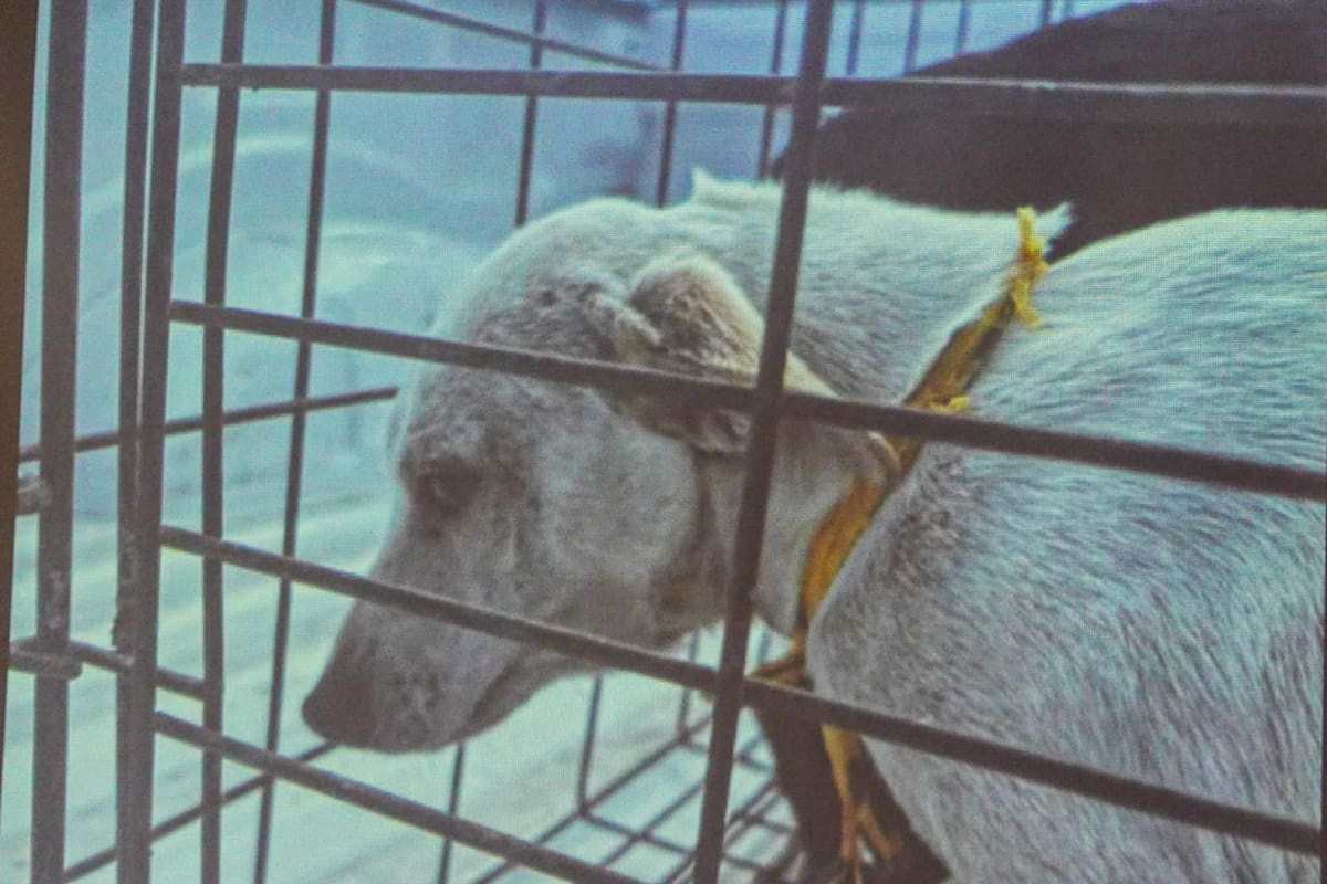 Buscan hogar para 24 perros rescatados en la Zona Centro de Tijuana