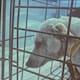 Buscan hogar para 24 perros rescatados en la Zona Centro de Tijuana