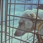 Buscan hogar para 24 perros rescatados en la Zona Centro de Tijuana