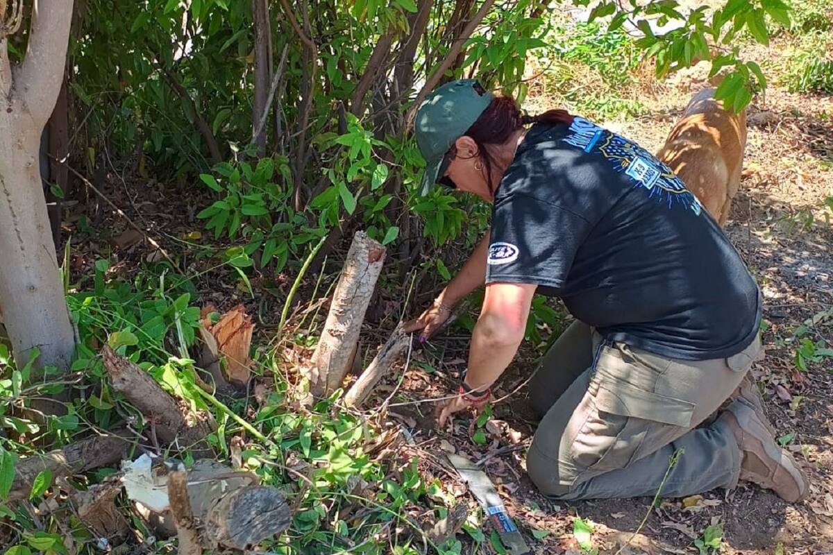 Localizan restos óseos en operativo de búsqueda en San Quintín