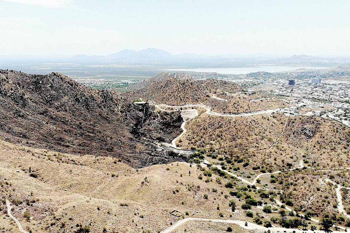 Cerro del Bachoco recuperará ecosistema original en 15 años