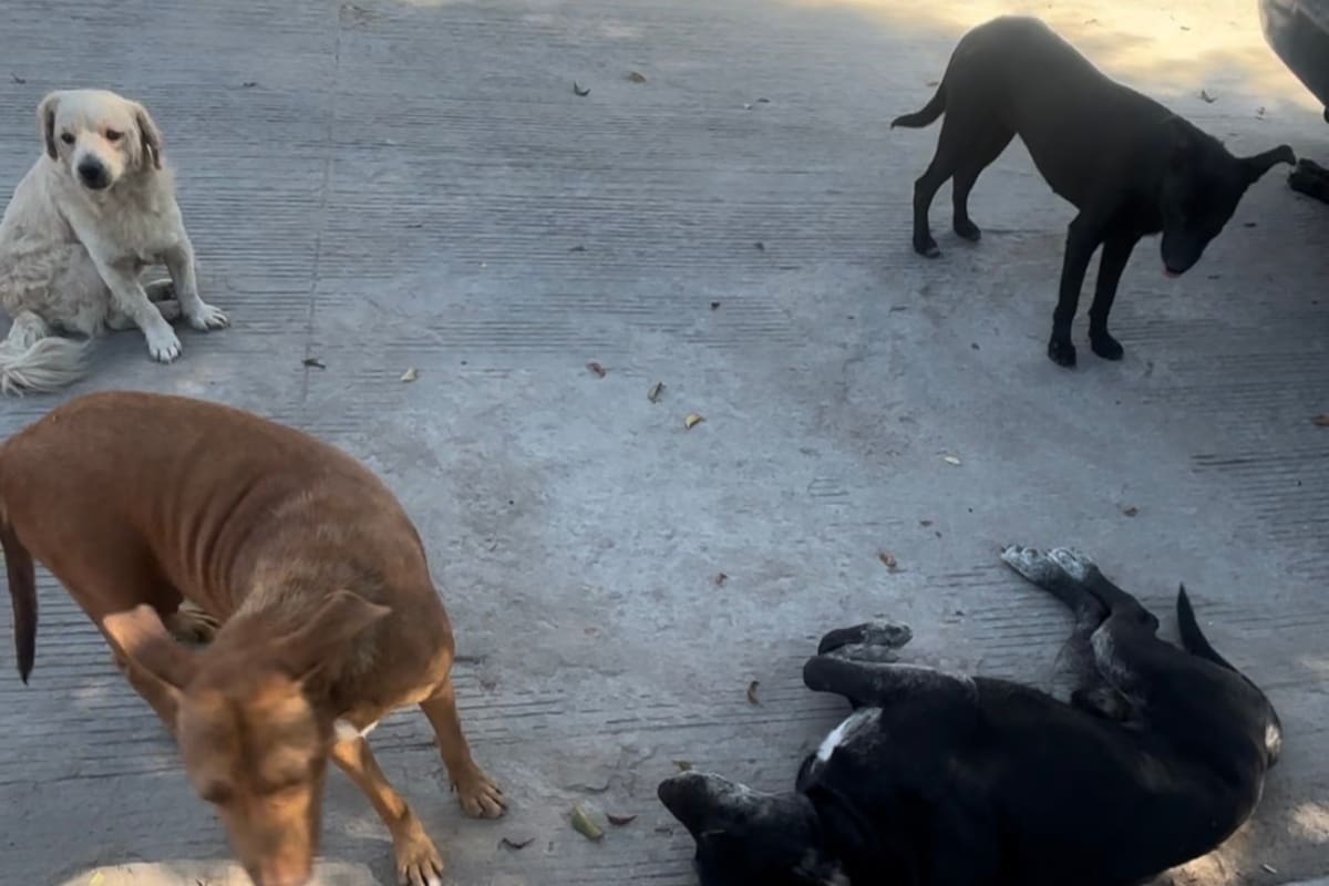 Vecinos denuncian presunto abandono de perros en inmueble de Valle Verde