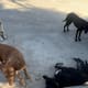 Vecinos denuncian presunto abandono de perros en inmueble de Valle Verde