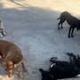 Vecinos denuncian presunto abandono de perros en inmueble de Valle Verde