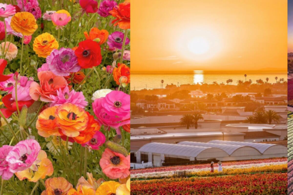 Las maravillas florales de Carlsbad