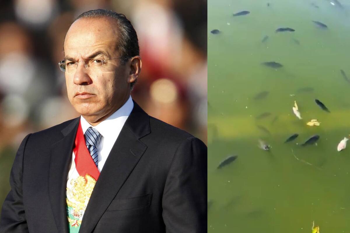 Felipe Calderón denuncia muerte masiva de peces en lago de Chapultepec