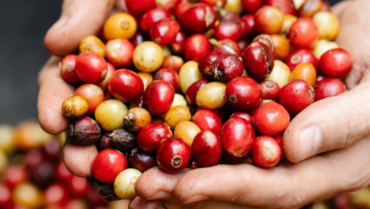 Trabajadores obligados a cortar café bajo amenazas del crimen organizado