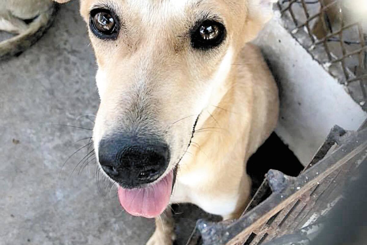 Reactivan adopciones en CACyF Hermosillo
