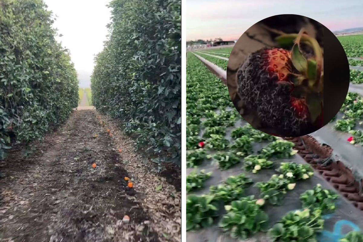 Campos de cultivo en EU están vacíos: inmigrantes tienen miedo de salir a trabajar