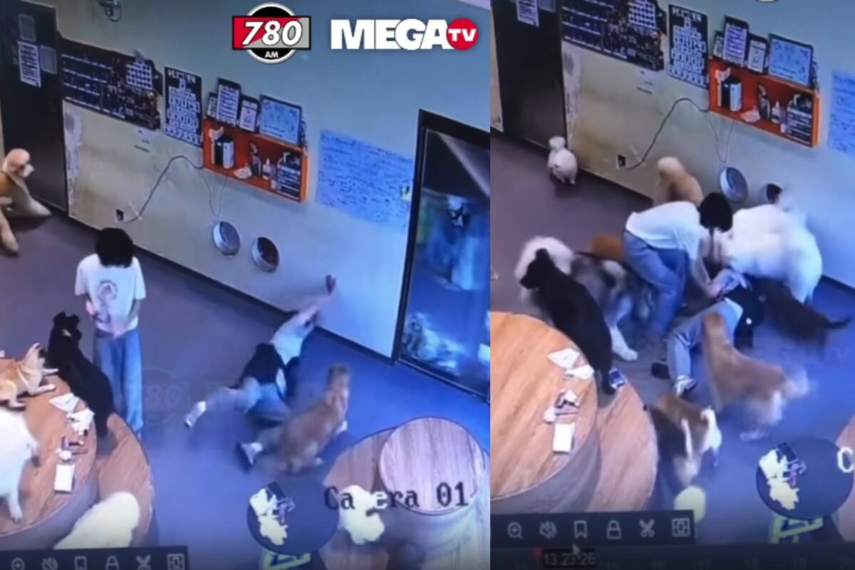 CONMOVEDOR: Trabajadora veterinaria se resbala y cae, y todos los perritos corren a ver qué le pasó