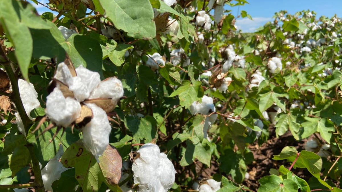 Algodón mantiene cerca de 900 hectáreas sembradas en el Valle del Yaqui y productores lo consideran una alternativa ante la incertidumbre en los granos