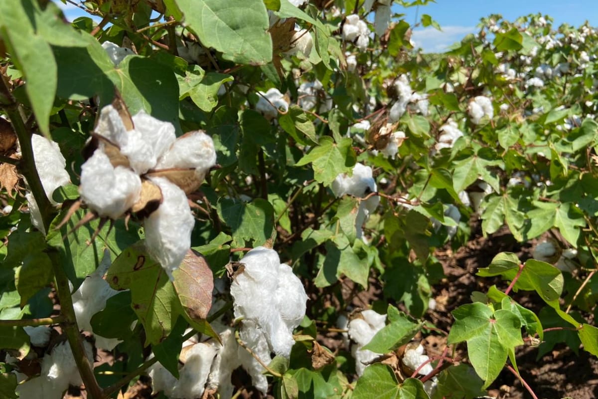 Algodón mantiene cerca de 900 hectáreas sembradas en el Valle del Yaqui y productores lo consideran una alternativa ante la incertidumbre en los granos