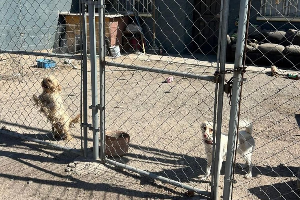 Rescatan a tres perros en vivienda de la González Ortega