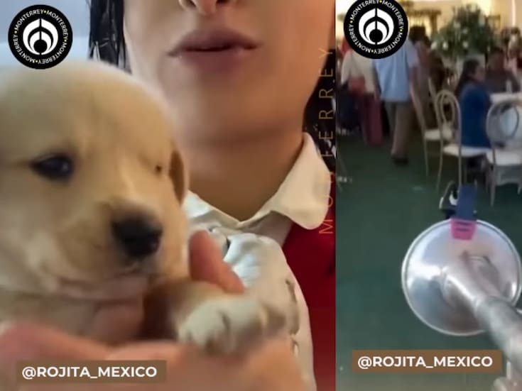 Familia de mariachis comparte cómo tuvieron que llevar a su cachorrito a una fiesta y terminó convirtiéndose en la sensación