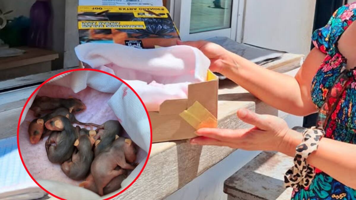 Ciudadanos entregan 8 crías de zarigüeya (tlacuache) tras atropello de su madre en Campeche: Profepa las traslada para su cuidado