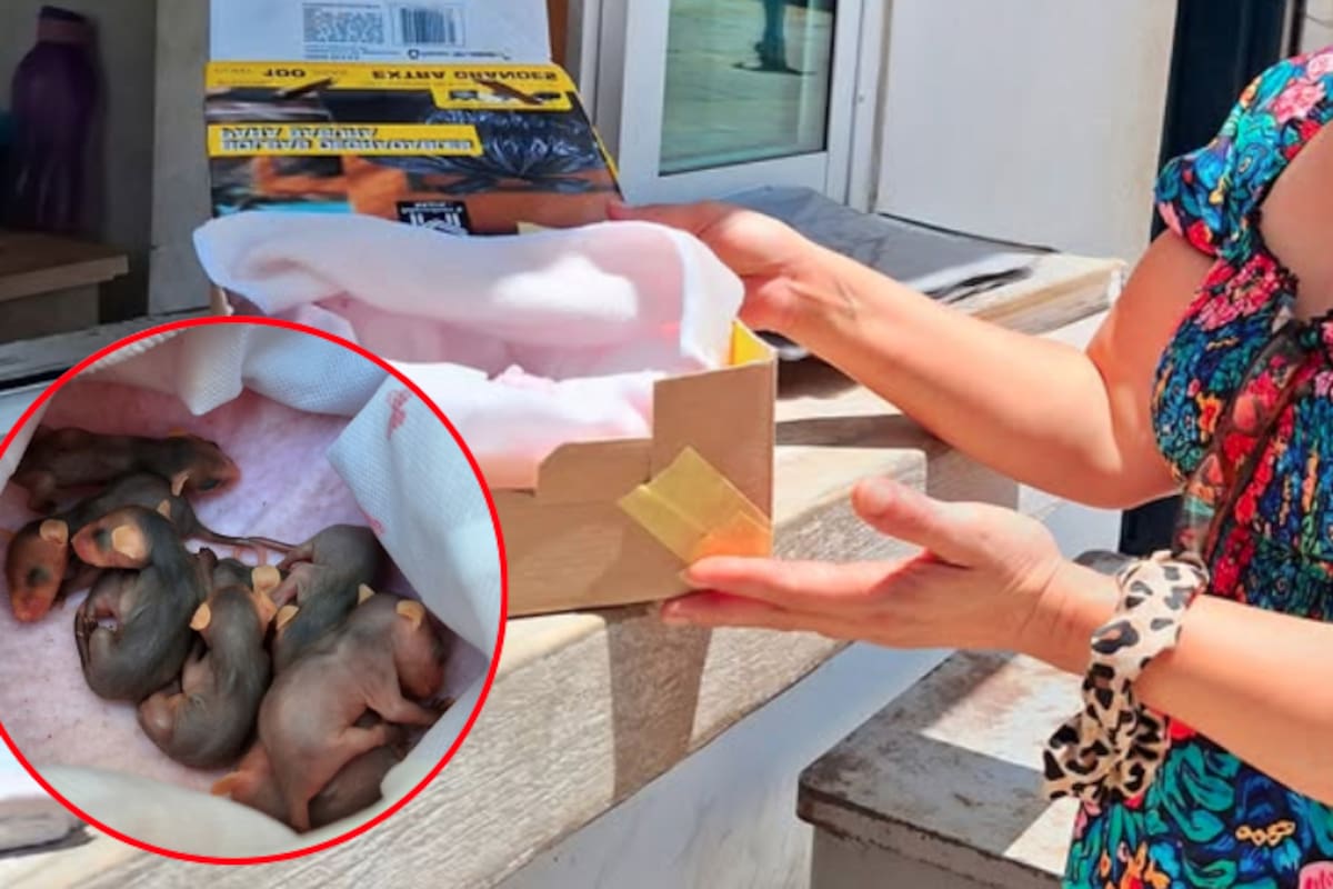 Ciudadanos entregan 8 crías de zarigüeya (tlacuache) tras atropello de su madre en Campeche: Profepa las traslada para su cuidado