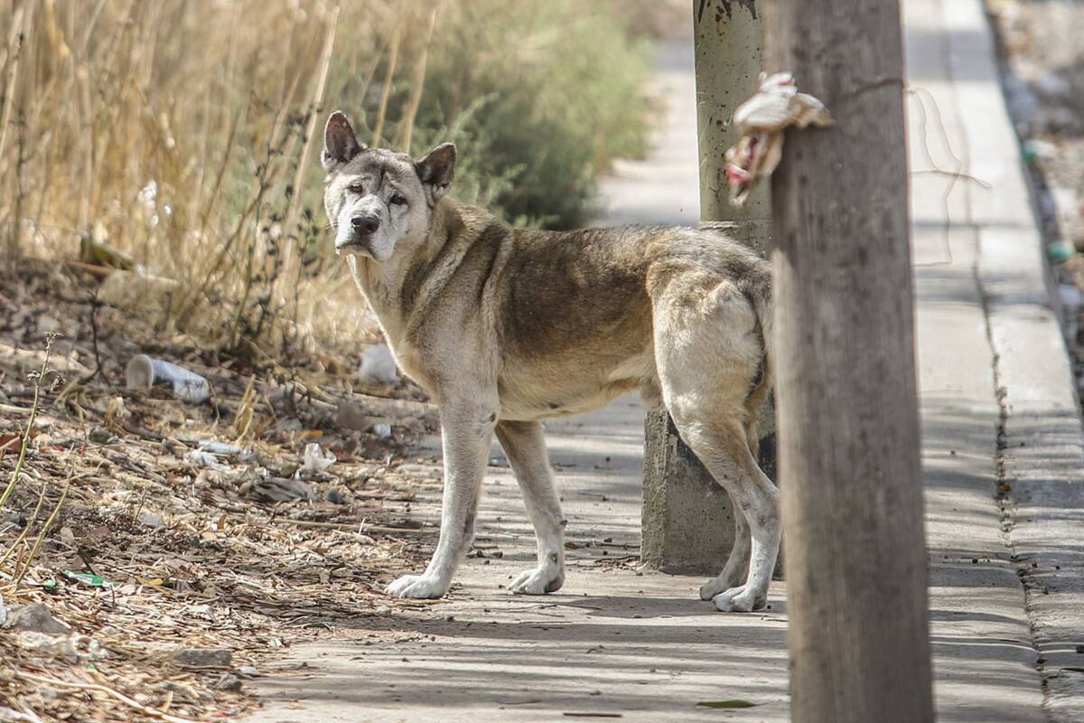 El ‘Hachiko’ de la Sánchez Taboada de Tijuana