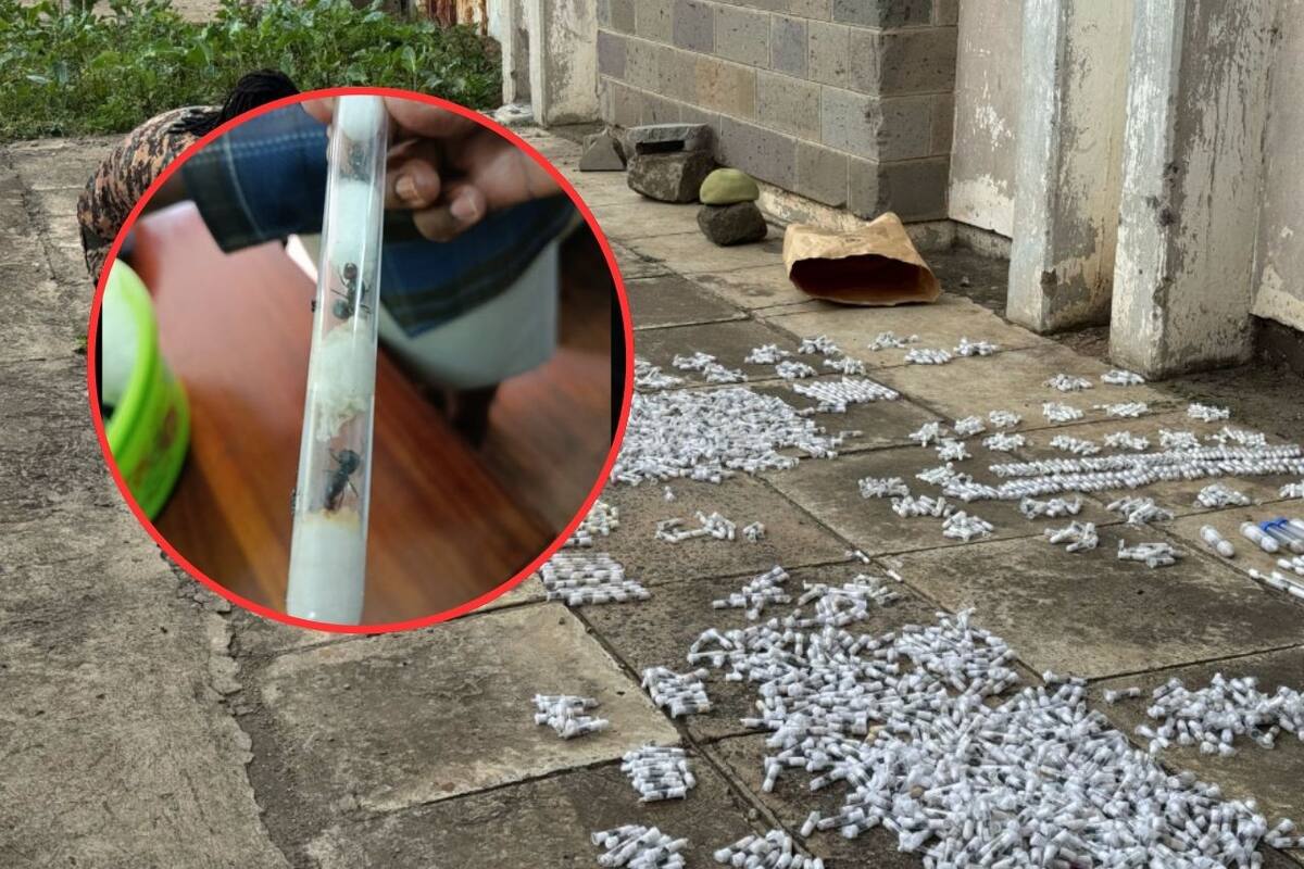 Kenia desmantela red de tráfico de hormigas: Dos belgas entre los acusados