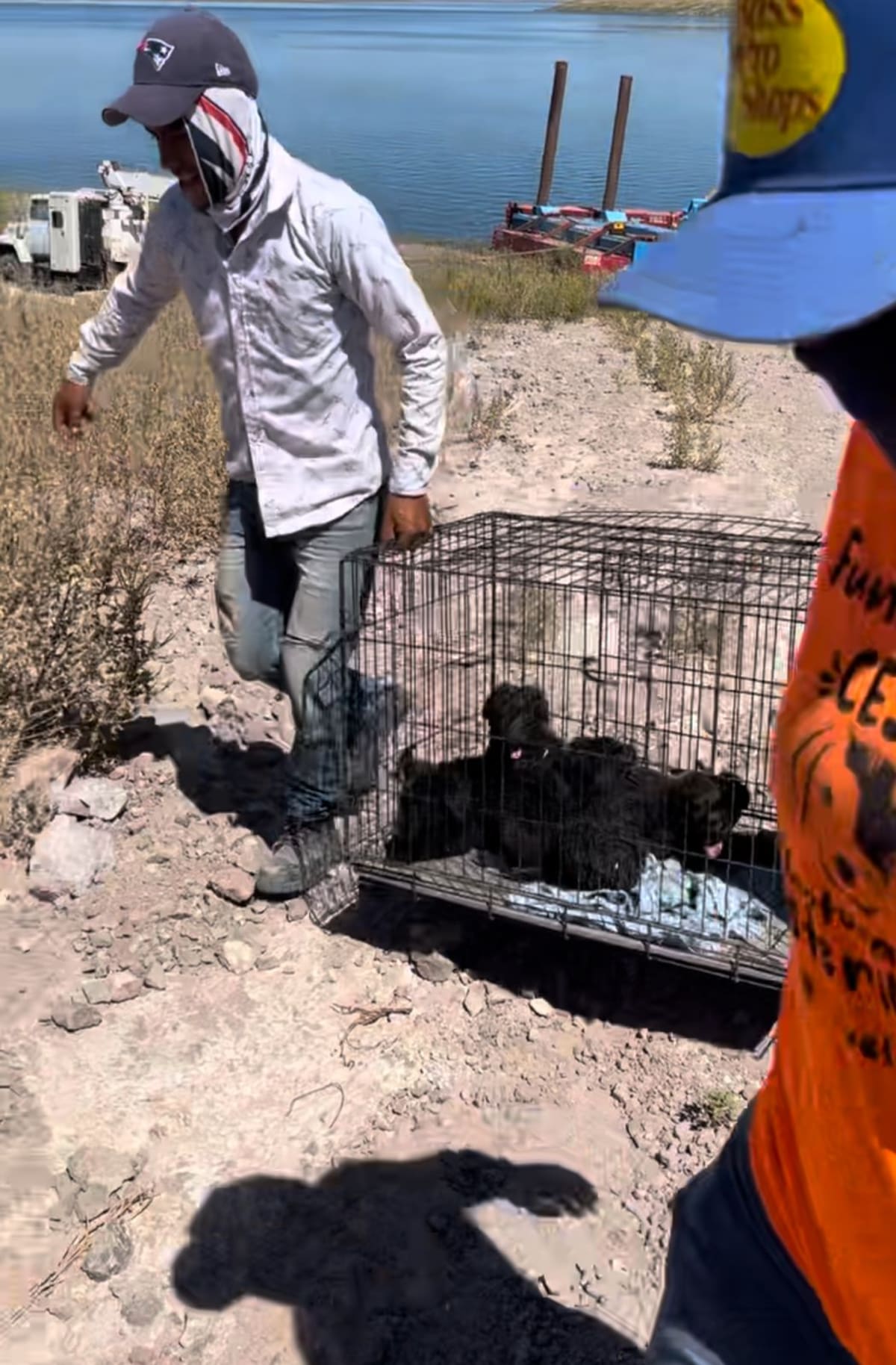 En esta ocasión fue la Fundación Captura, Esteriliza y Suelta (CES) quienes acudieron a los alrededores de la construcción del Acueducto Yaqui en la presa, para traer con ellos a estos cinco animales. Foto: Mayra Echeverría.