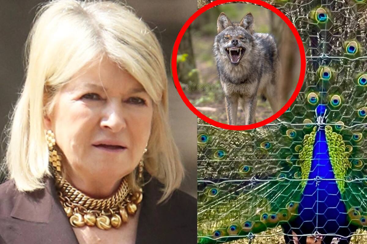 Pavorreales de Martha Stewart son devorados por coyotes en su casa de Connecticut