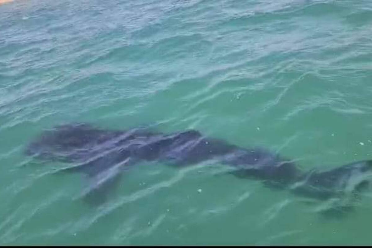Hay alrededor de 10 tiburones ballena en Kino