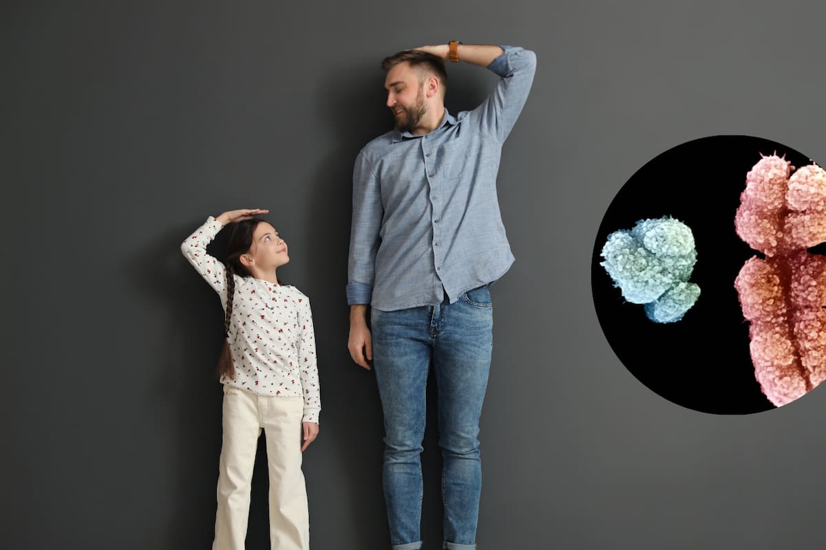 Expertos explican por qué los hombres suelen ser más altos que las mujeres